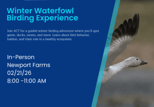 Winter Waterfowl Birding Experience