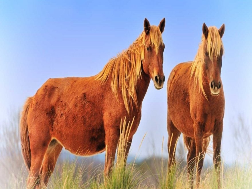 Assateague State Park