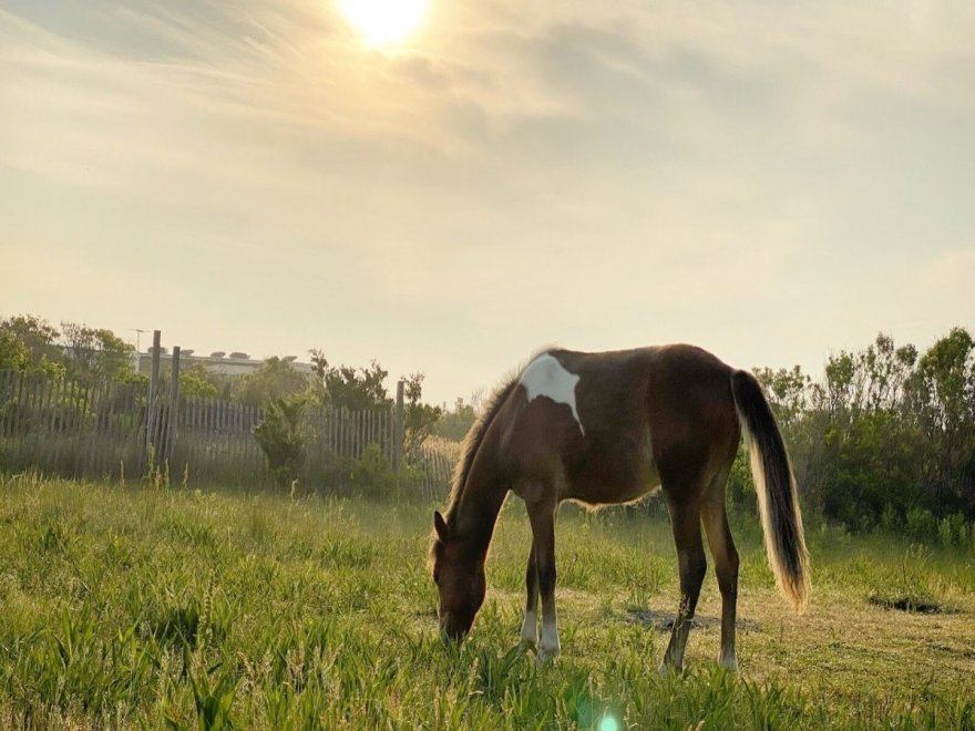 Assateague State Park