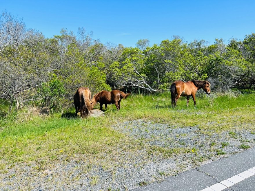 Assateague Outfitters