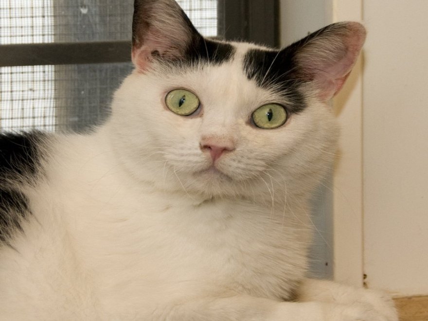 Worcester County Humane Society