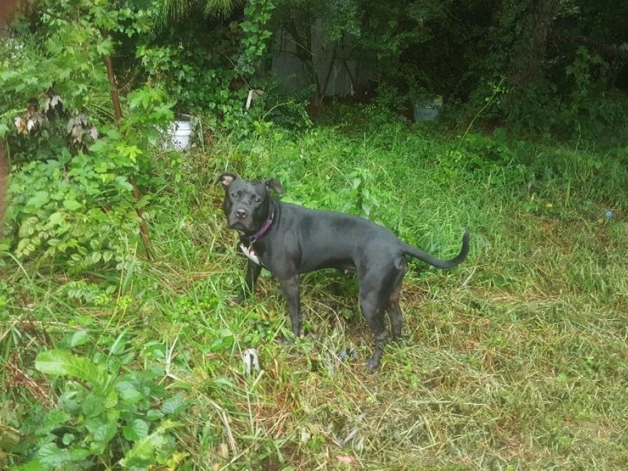 Worcester County Humane Society