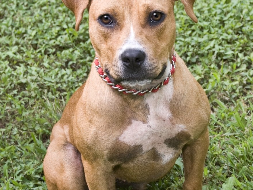 Worcester County Humane Society