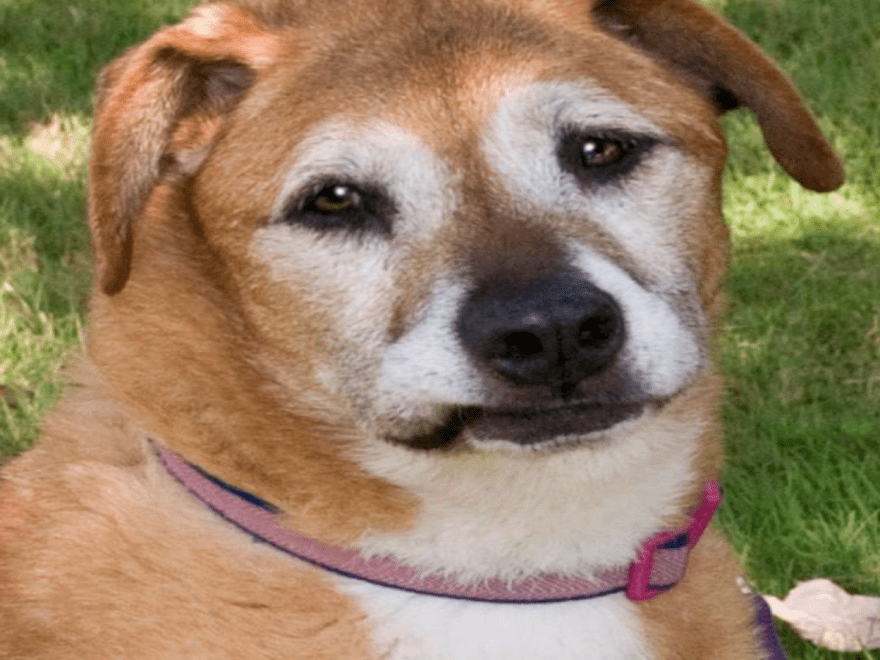 Worcester County Humane Society