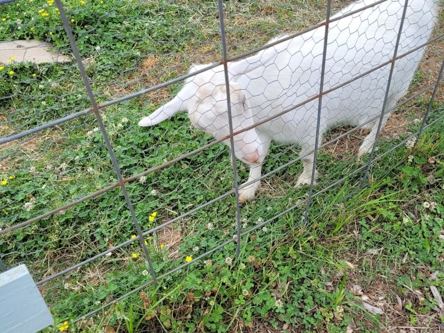 Assateague Farm