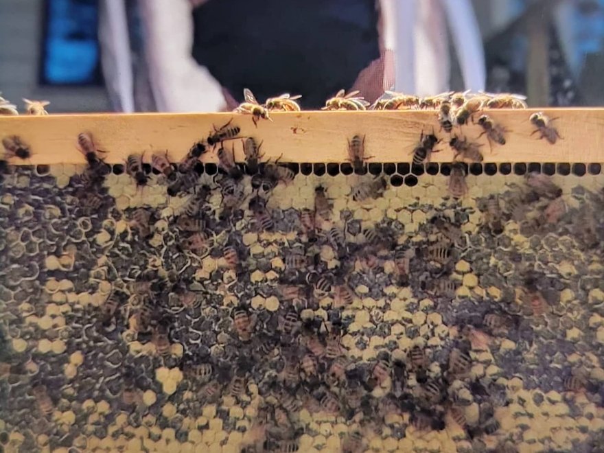 BayBees Honey